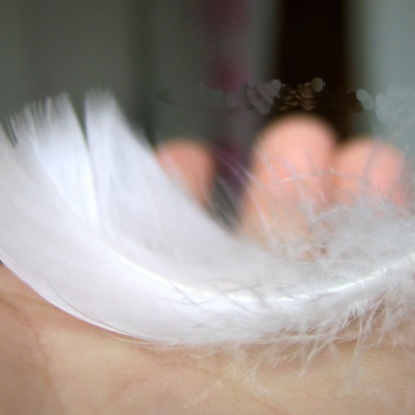 All Kinds of Pure White Goose Feather